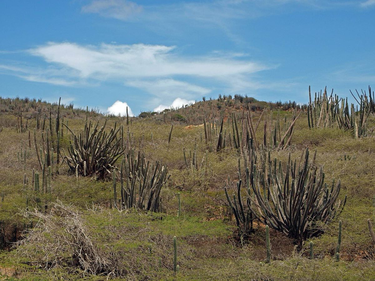 Cactus y cerros de Arikok