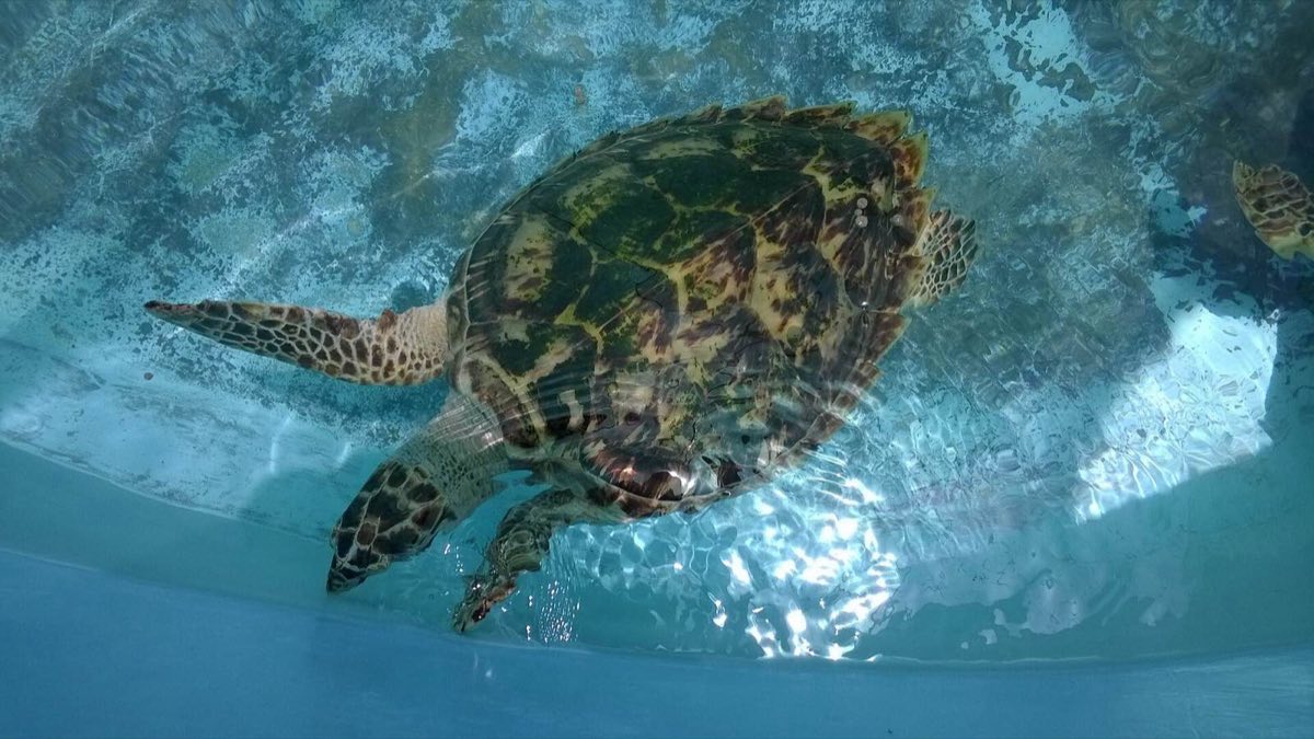 Una tortuga en la Tortugranja