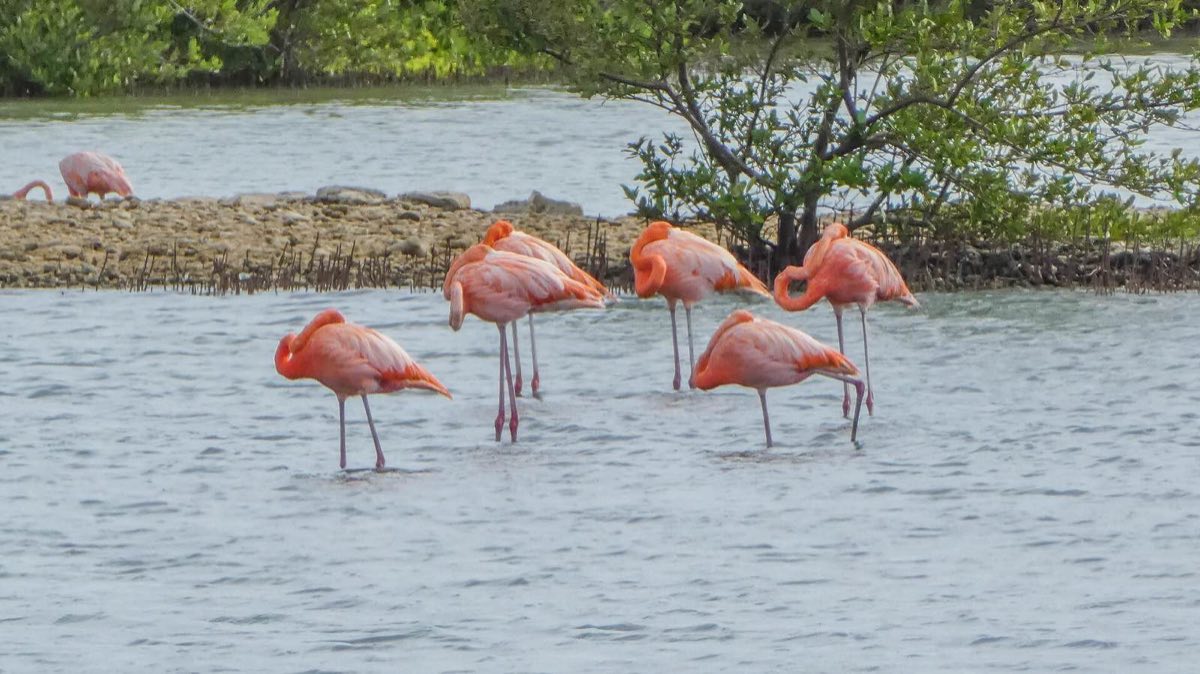 Flamencos en Jan Kok