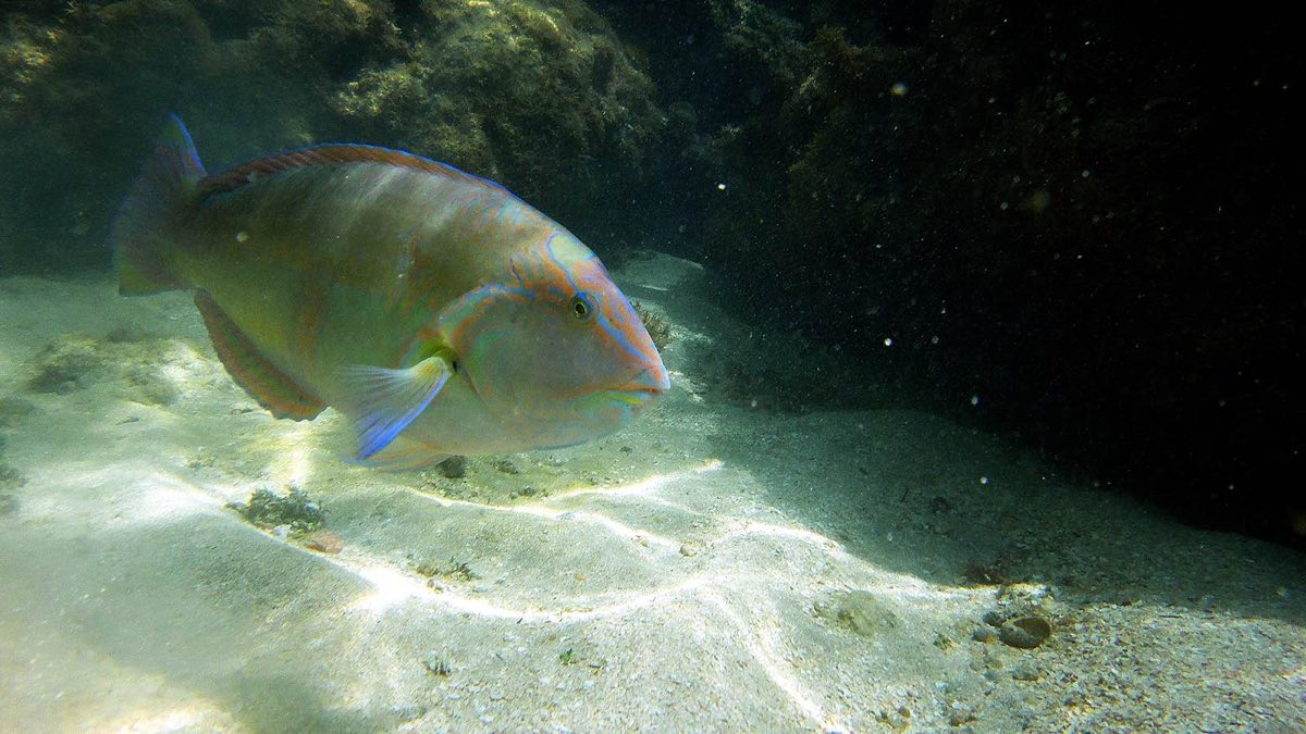 Un pez loro en las piscinas naturales de Maragogi