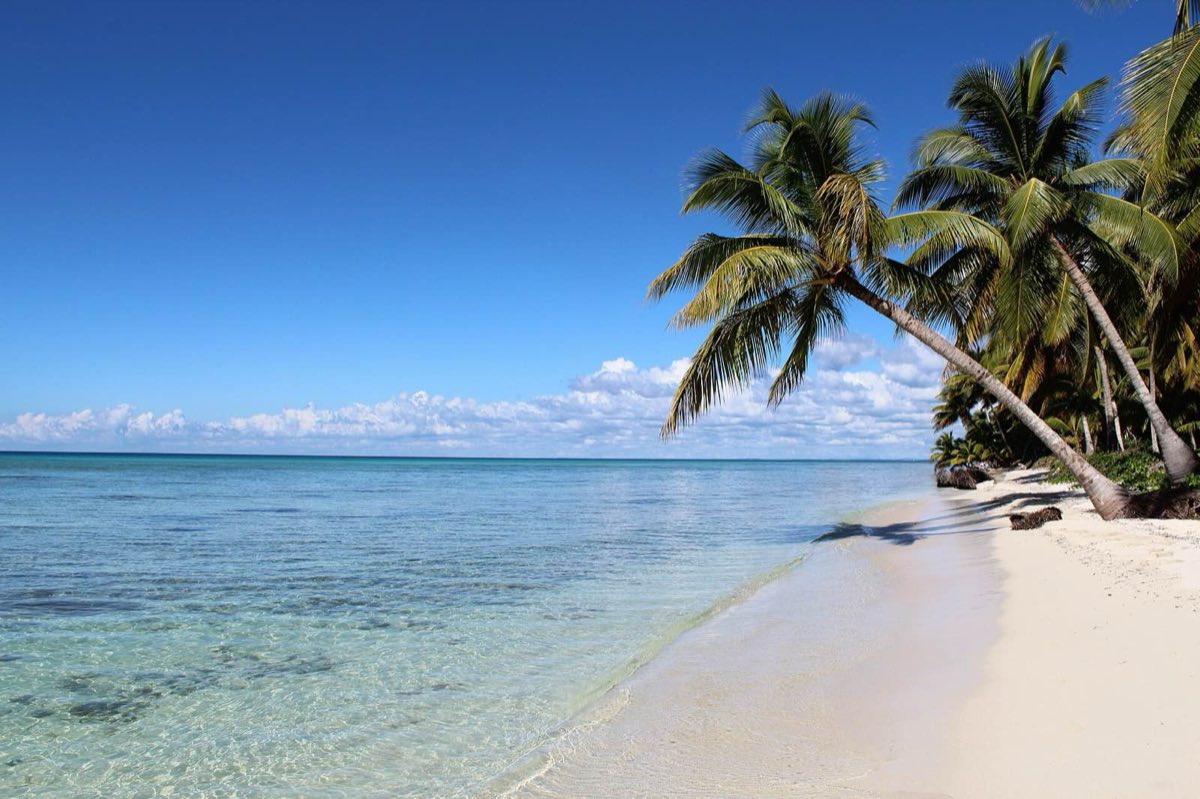 Cocoteros sobre la arena de Saona
