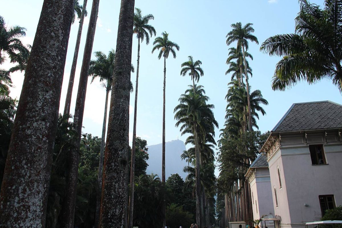 Palmeras del Jardim Botânico